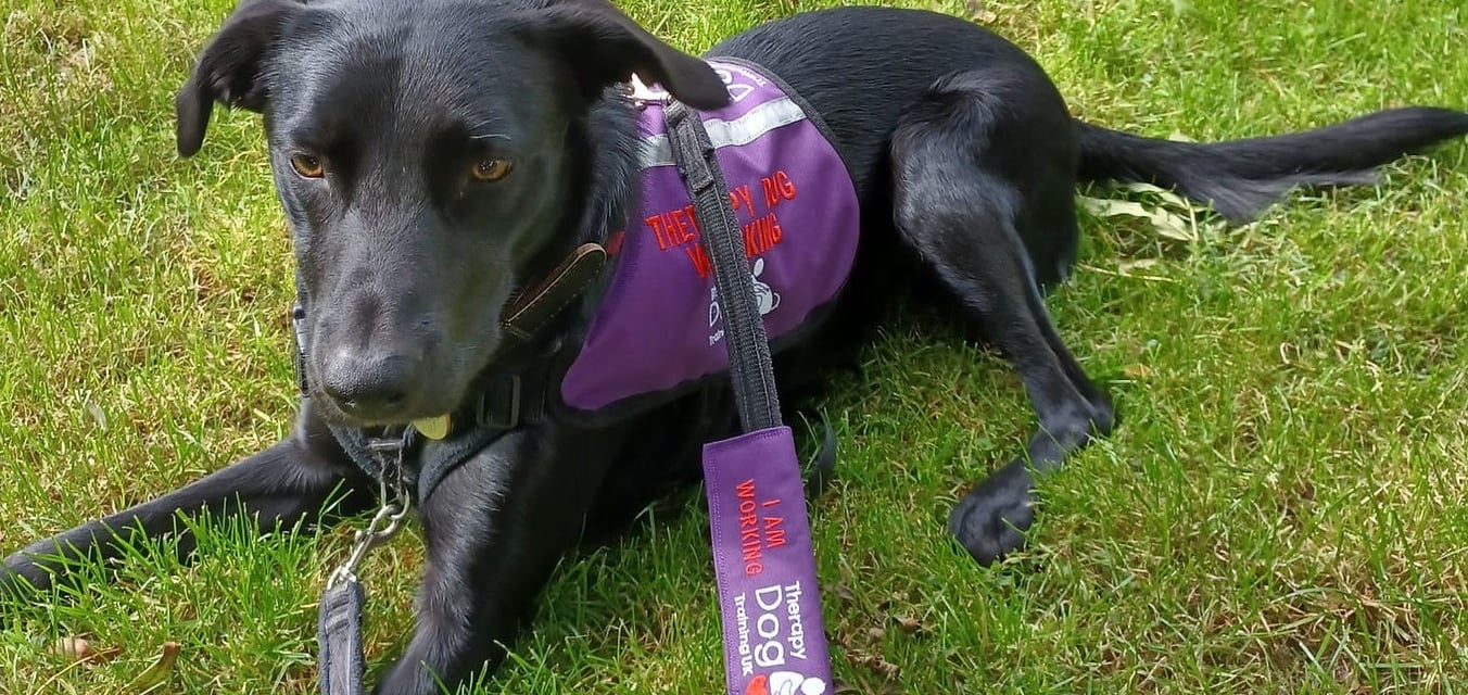 A beautiful therapy dog training uk therapy dog wearing its work harness
