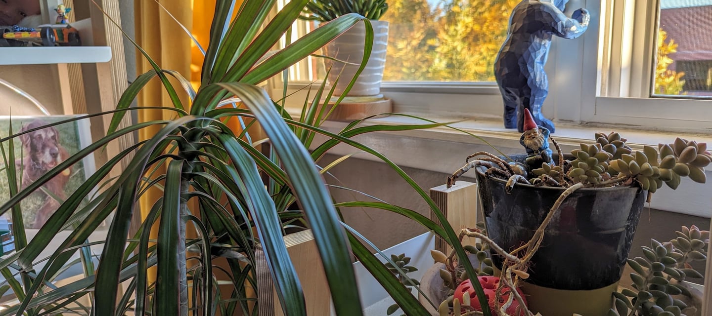 Best Indoor Plants For Oxygen