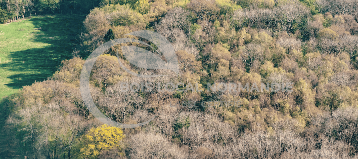 une forêt avec beaucoup d'arbres et une vue d'ensemble
