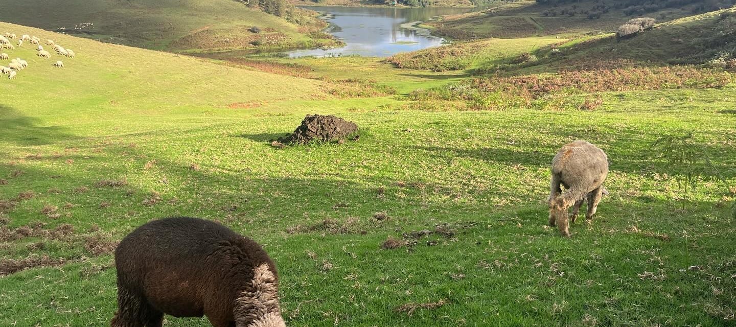 Baby sheeps at Mannvanur sheep farm