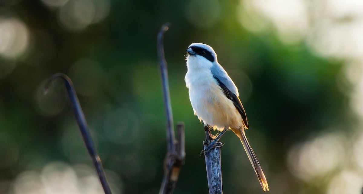 Birds at Mathikettan Shola
