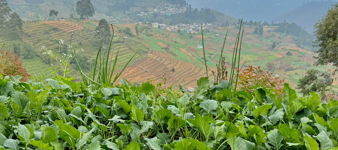 Farming in Vilpatti Village.jpg