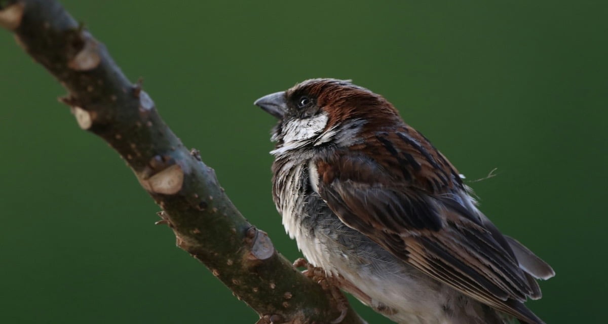 Graceful Sparrow on Green Branch Shola Forests
