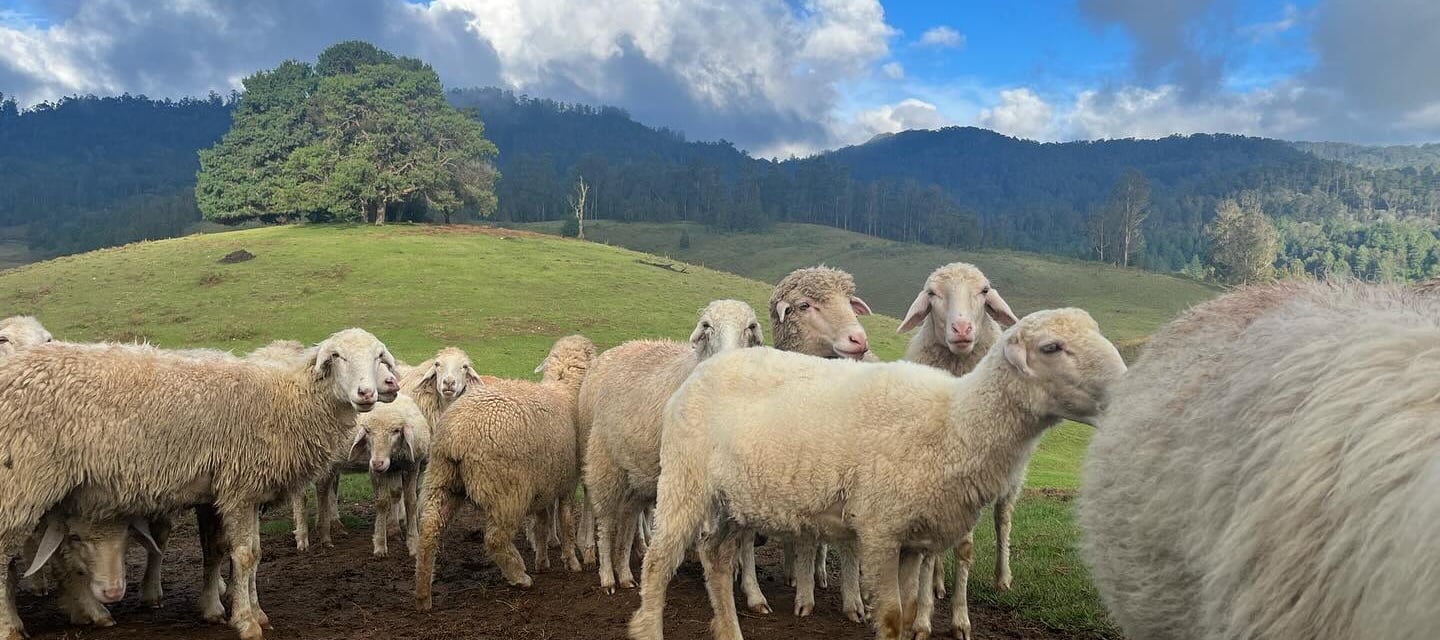 ICAR Sheep Research Farm Mannavanur