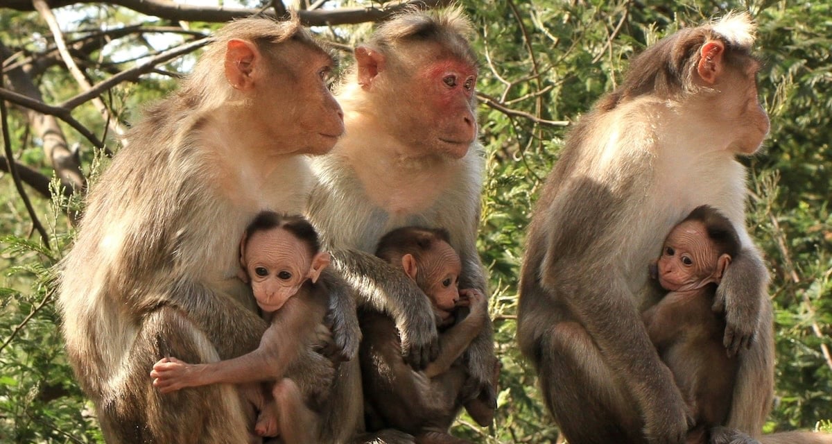 Monkey family in Berijam Lake