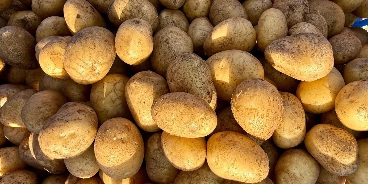 Potato cultivation Mannavanur