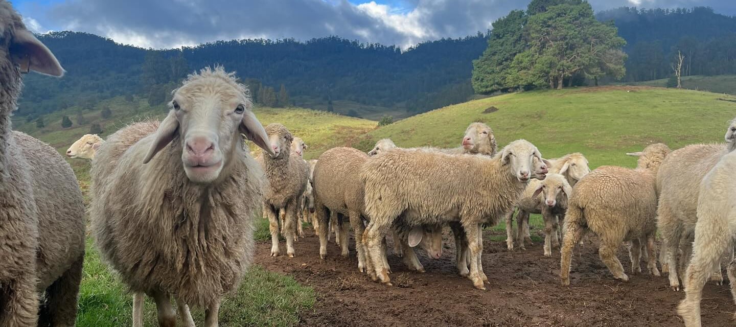 Sheeps at Mannavanur