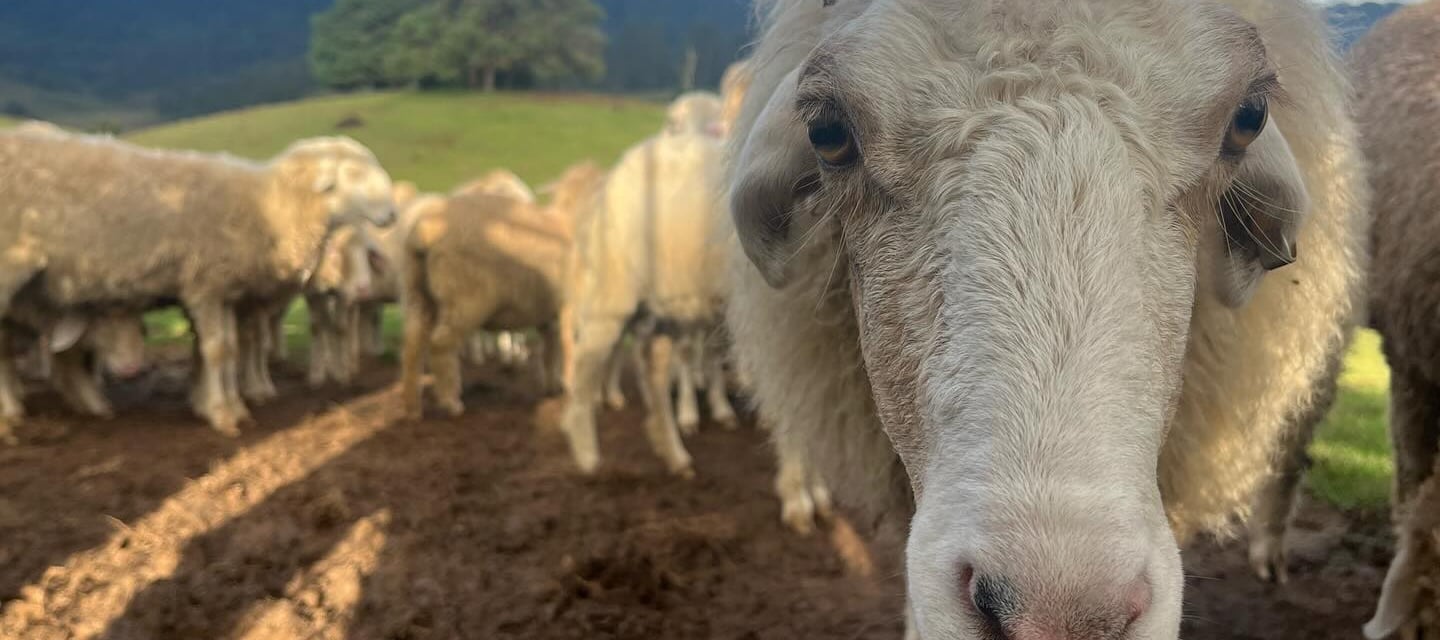 Sheeps at Mannavanur Sheep Farm