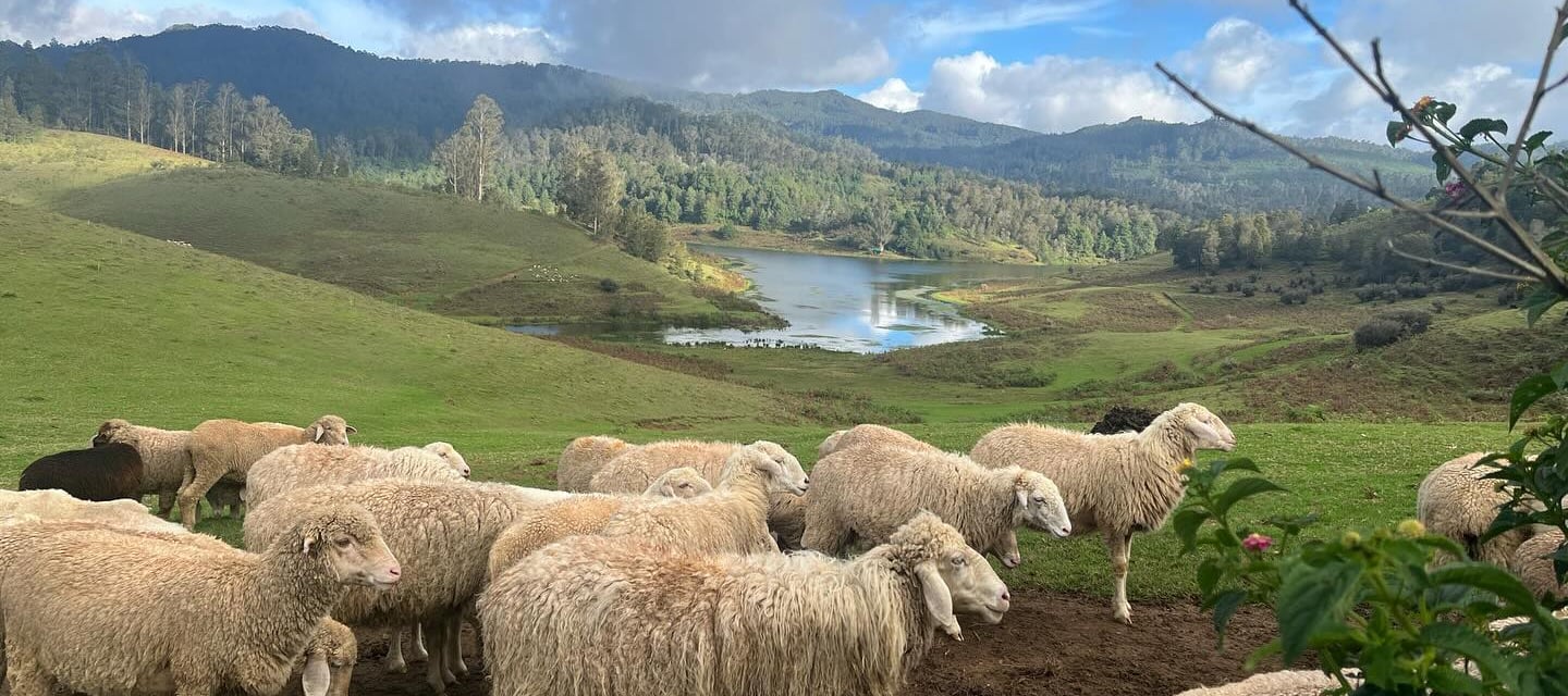 Sheeps Gracing at Mannavanur Sheep Farm