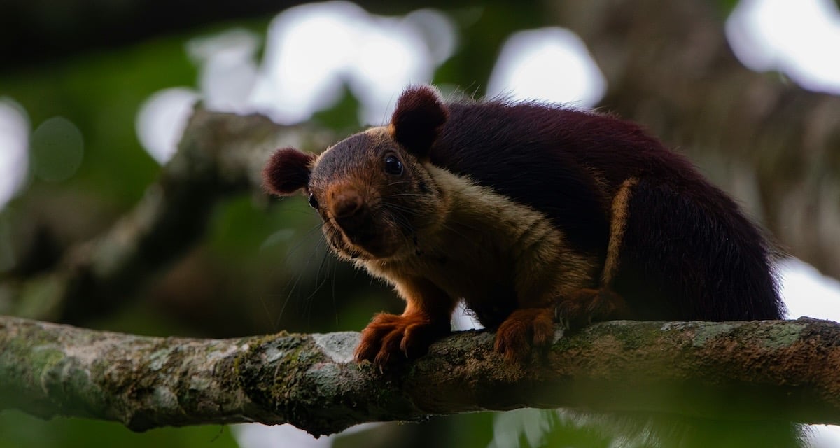 Squirels at Mathikettan Shola 