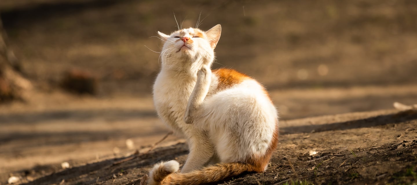 cat is itching