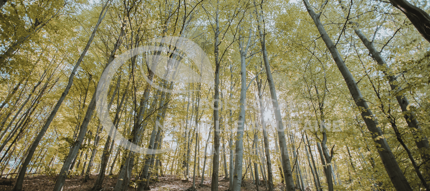 une forêt avec les rayons du soleil