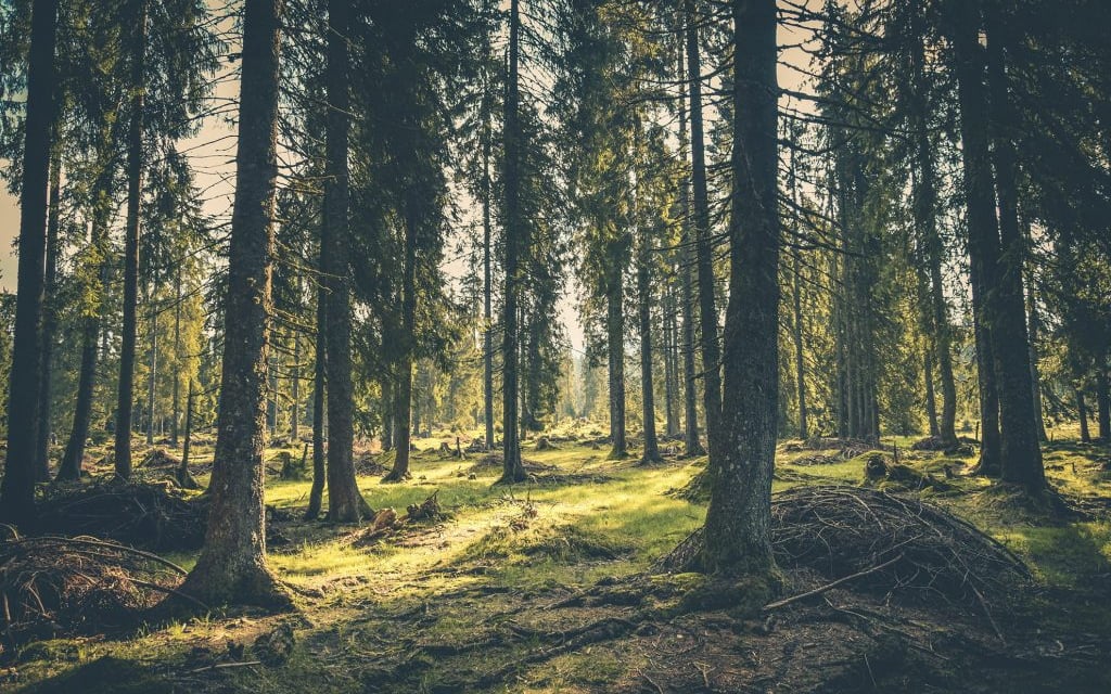 une foret remplie d'arbre et de soleil avec beaucoup de verdures