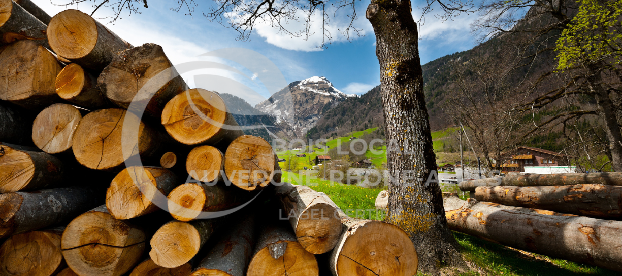 un tas de bûches et de troncs d'arbres empilés les uns sur les autres