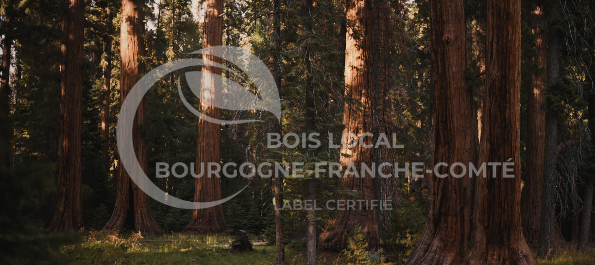 une foret avec de grands arbres