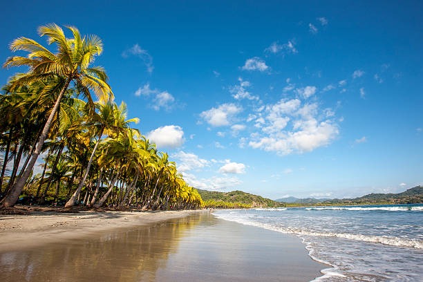 a beach with palm trees and a blue sky