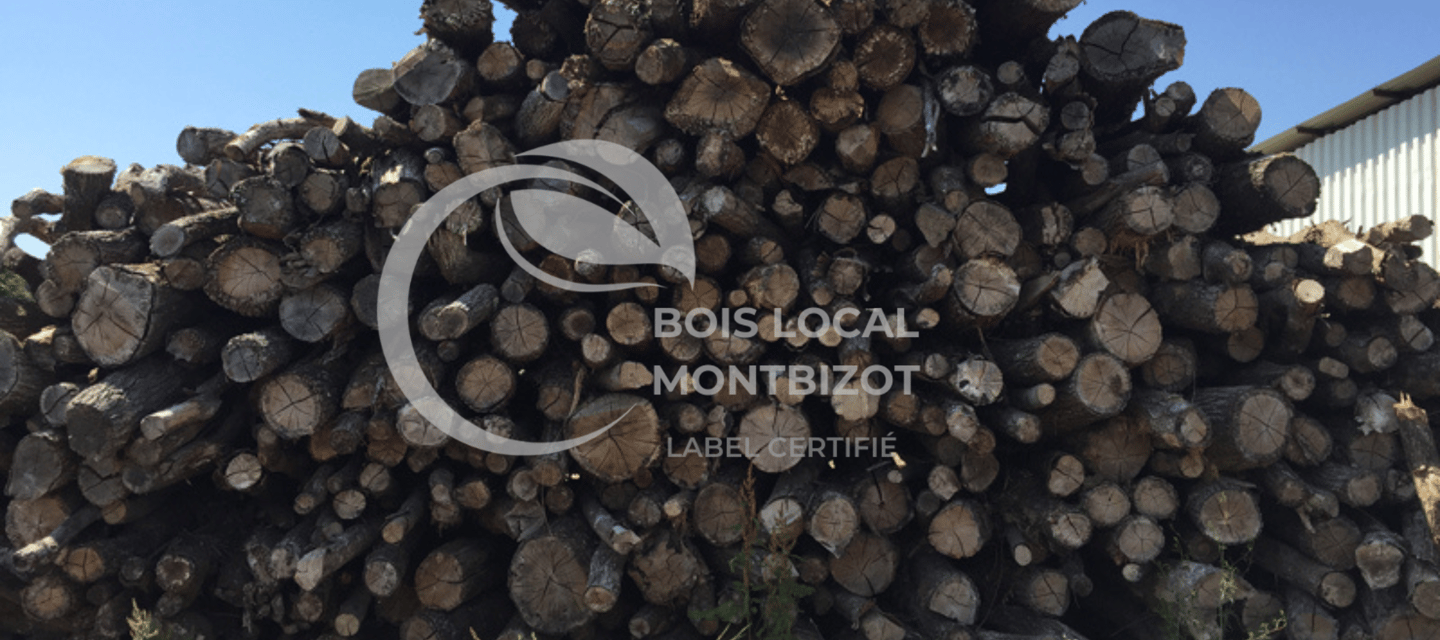 tas de troncs coupés