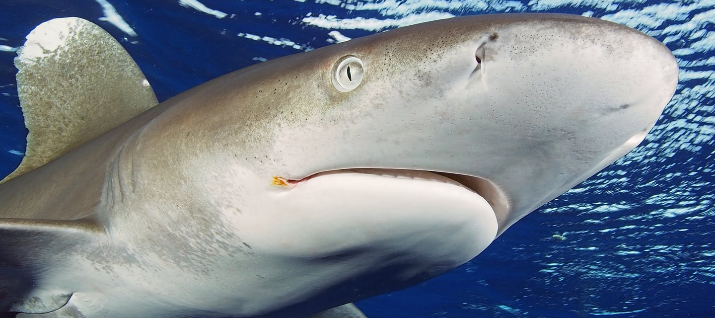 requin océanique shark education club