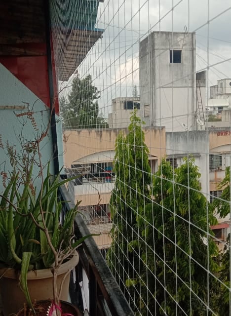 Bird control services