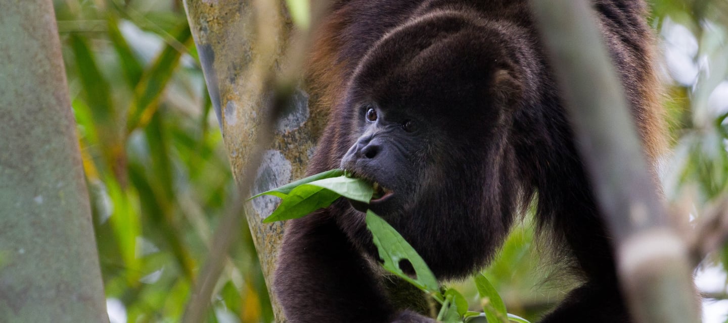 Howler Monkey