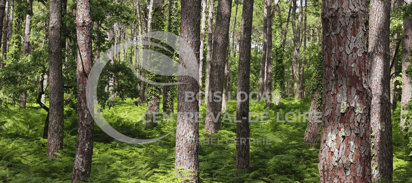 une forêt rempli d'arbre avec beaucoup de verdure