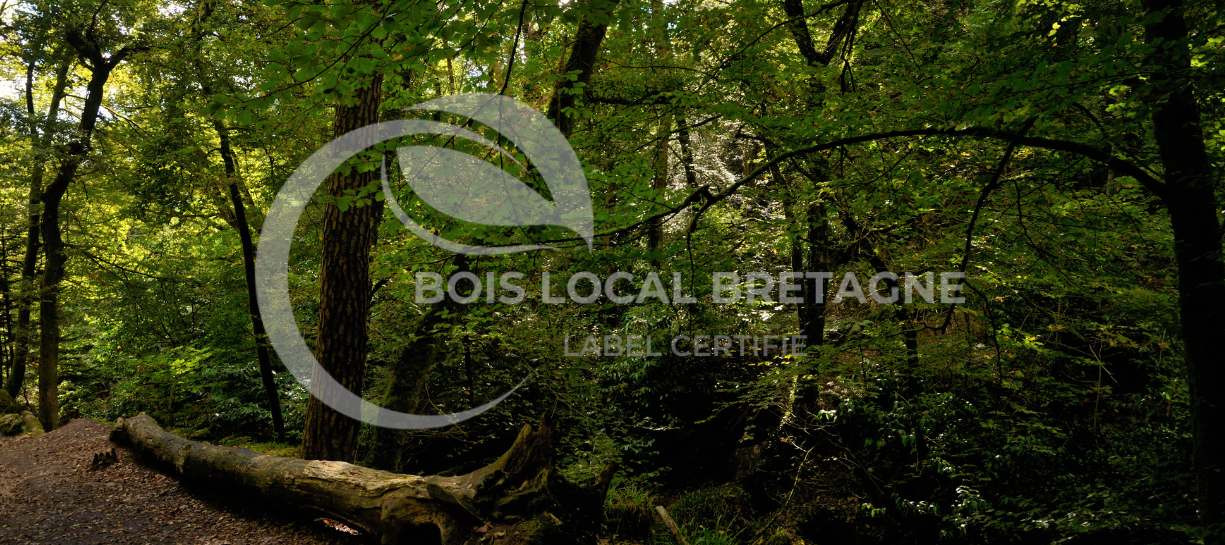 Une foret remplie de verdures et d'arbres très sombre