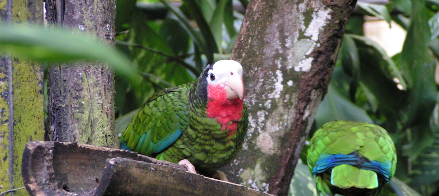 Voyage France Guadeloupe Zoo