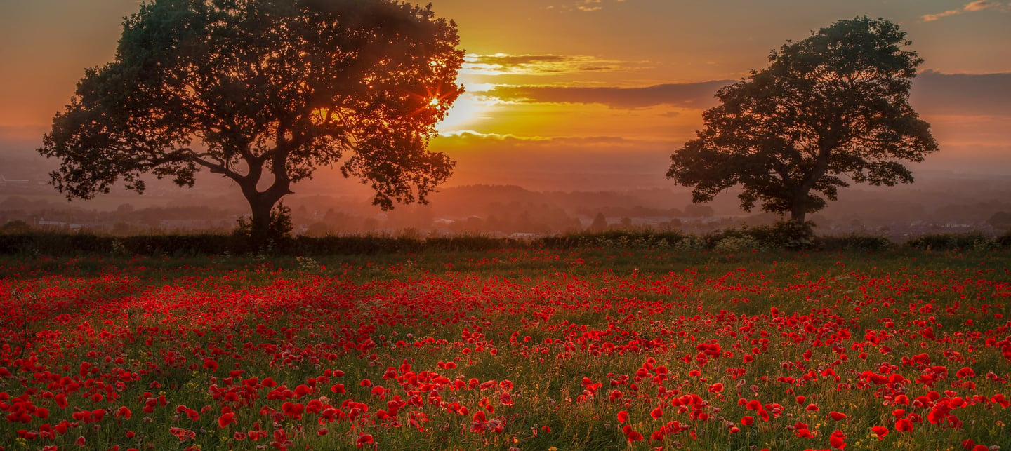 Coucher de soleil sur un champ de coquelicots, invitation à la détente et au bien-être avec AB Sophr