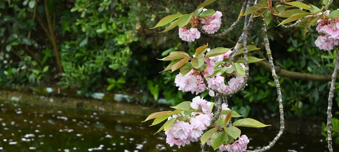 piccoli fiori giapponesi ripresi da vicino con sfondo di ninfee e piccolo corso d'acqua