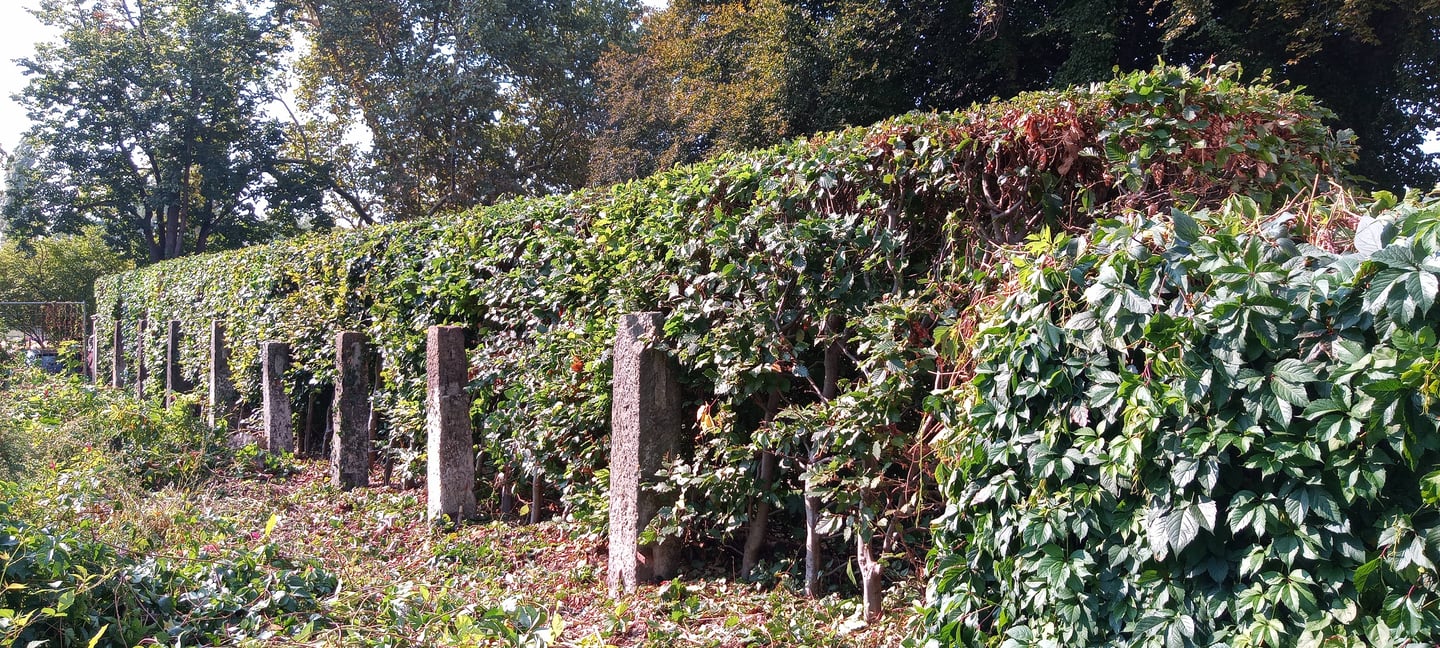 Gehölzpflege