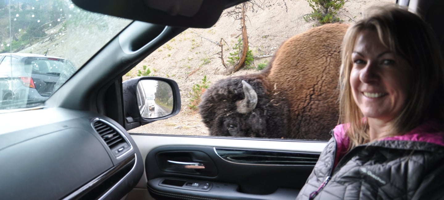 a woman in a car with a bison in the background