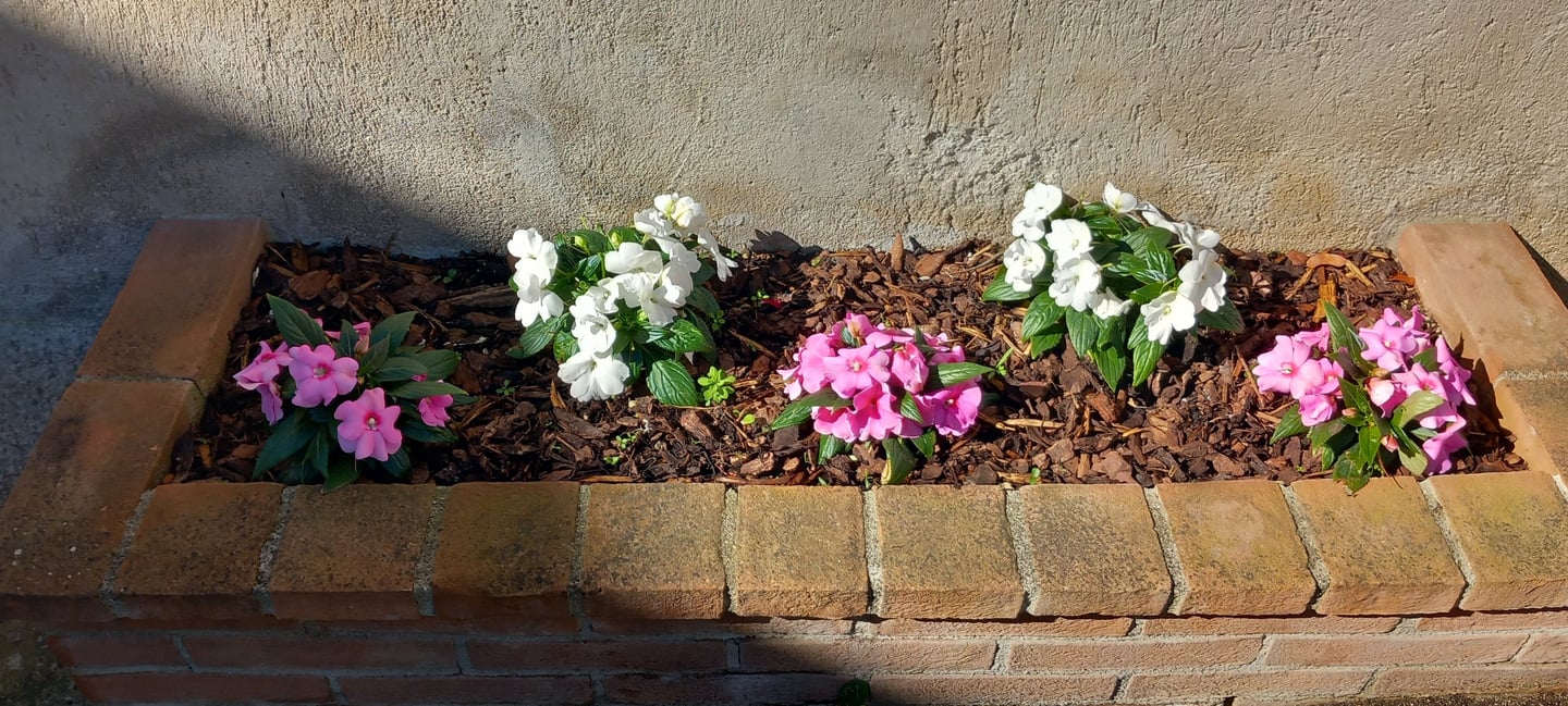 Impatiens Nuova Guinea alessandro giardiniere 3792561403 amelia avigliano umbro montecastrilli