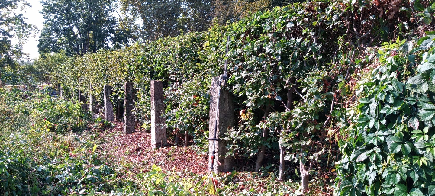 Heckenpflege vorher