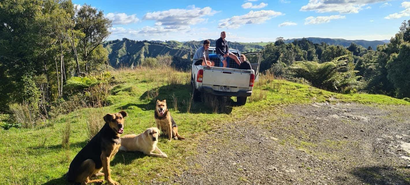 a couple of working dogs sitting in the grass in the mountains of New Zealand