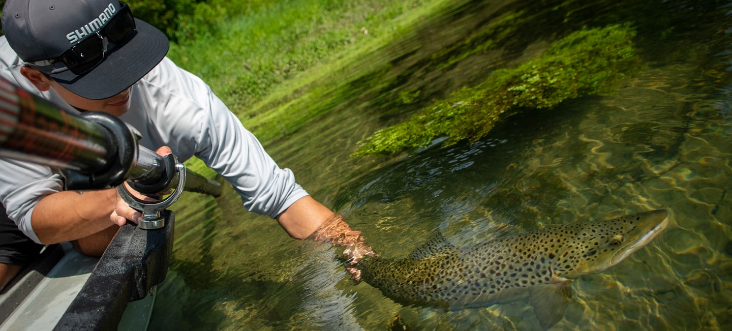 Awesome release photo of a big brown trout.