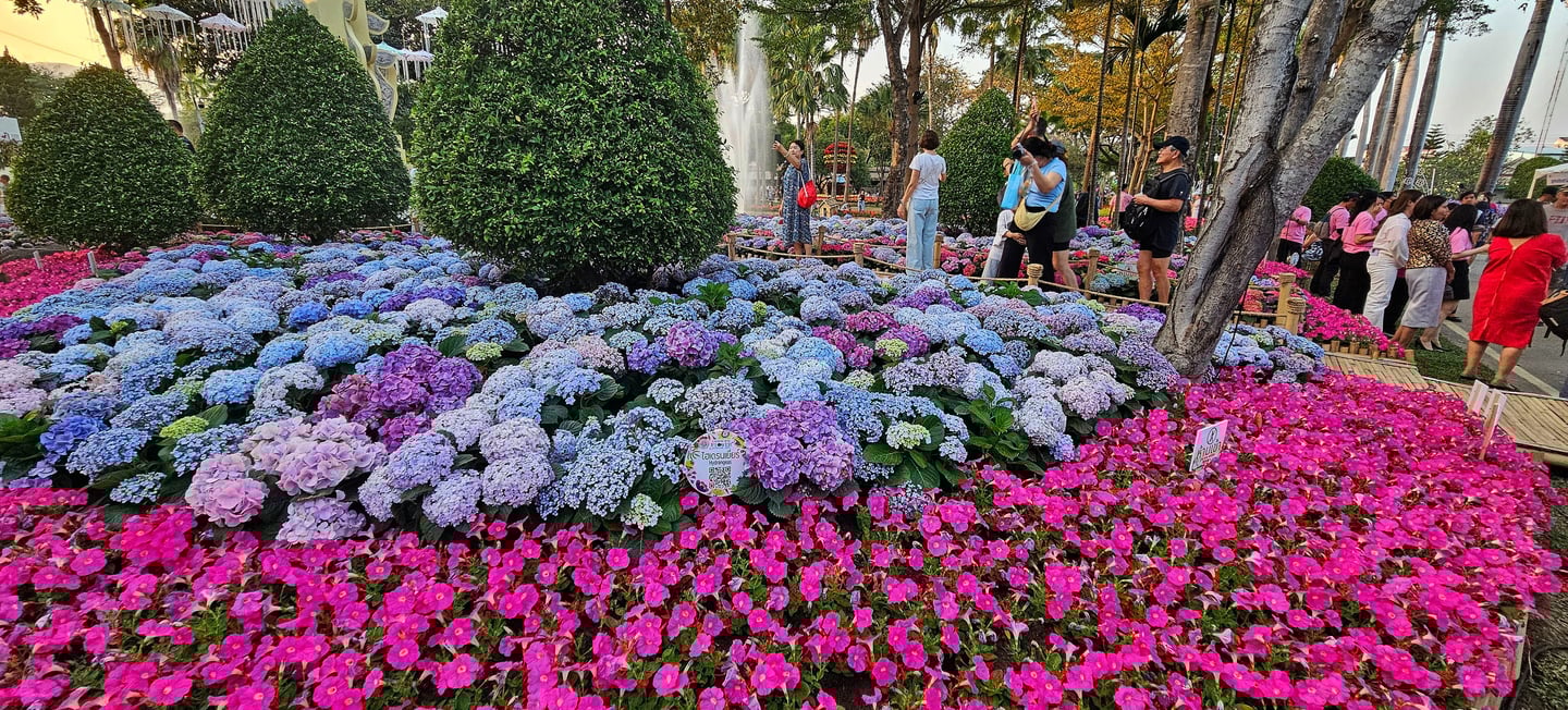 Azaleas, Chiang Mai Flower Festival, Thailand.