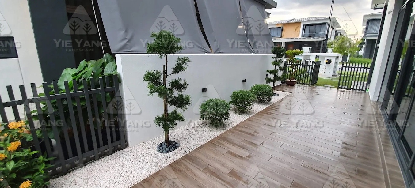 Side garden with podocarpus trees, white pebbles and timber deck – Yie Yang Landscape