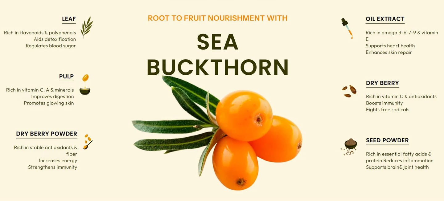 Root to fruit nourishment with Sea Buckthorn – rich in omega 3, 6, 9, and rare omega 7