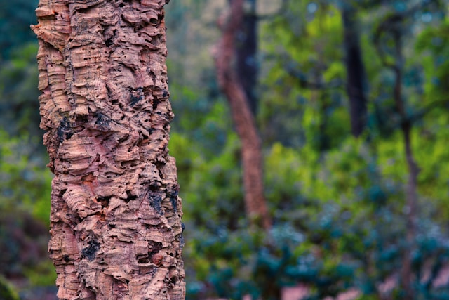 a bird perched on a tree trunk trunk