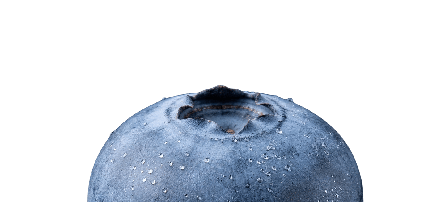 Makrofelvétel egy friss, érett áfonyáról, vízcseppekkel, fekete háttér előtt.