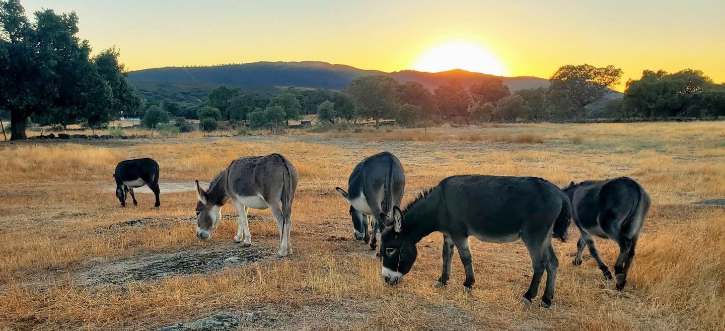 Ânes miniatures qui broutent lors du coucher de soleil