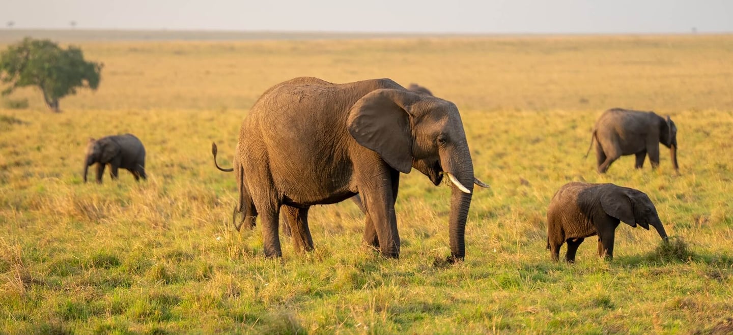 Salas Camp, Kenya - elephants