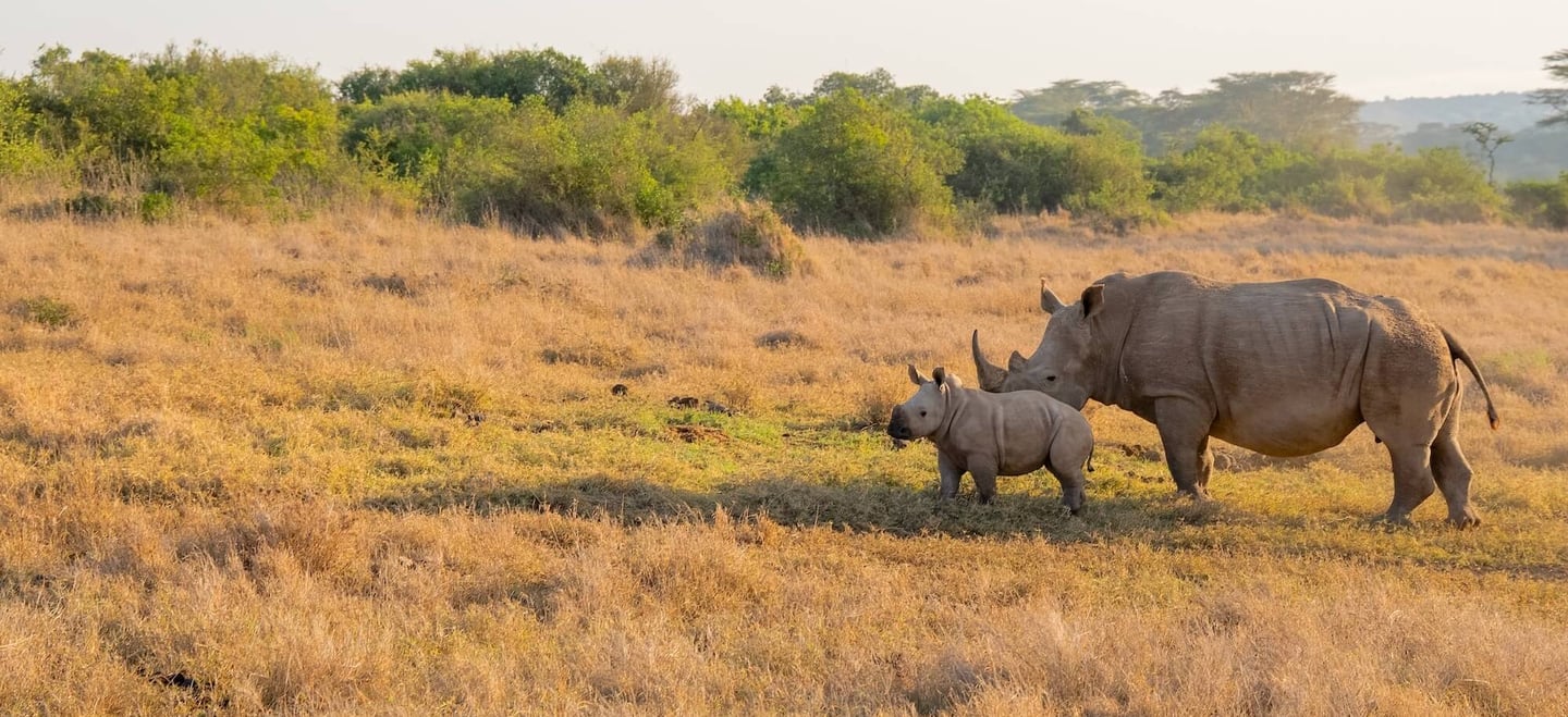 Solio, Kenya - rhinos