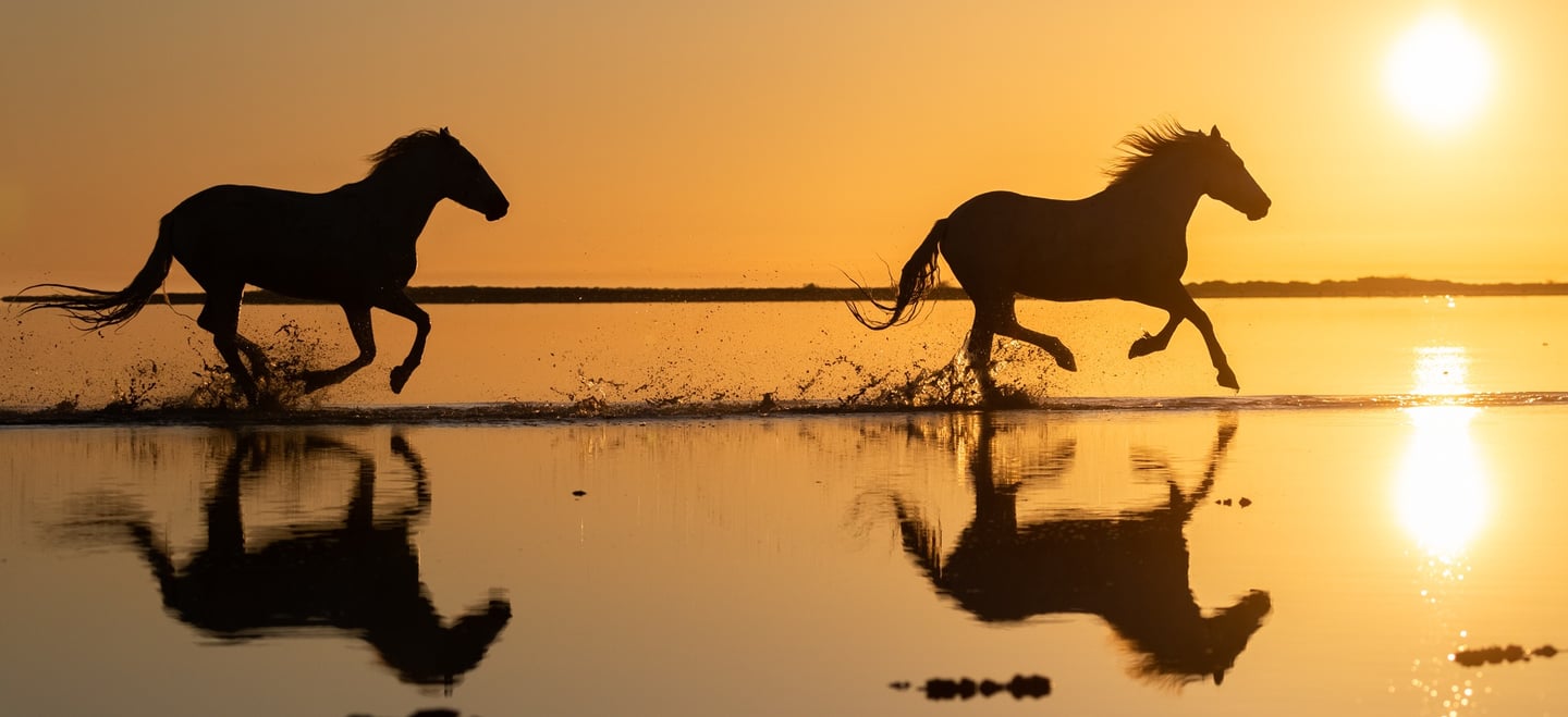 Silhouettes of two wild horses running through shallow water at sunset with golden reflections.