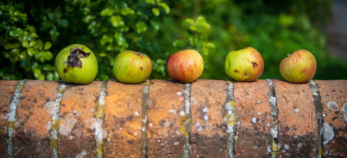 apples are sitting on a brick wall in a row