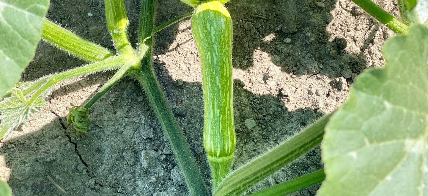 Centervut Squash på mark en solskins dag