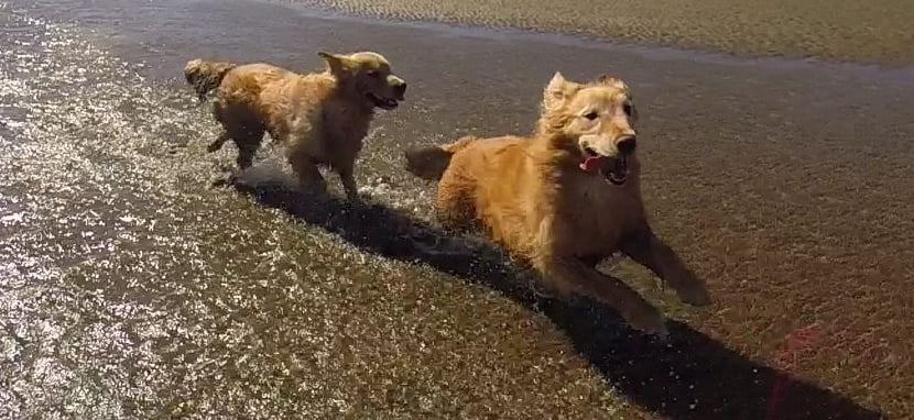 Perros en la playa