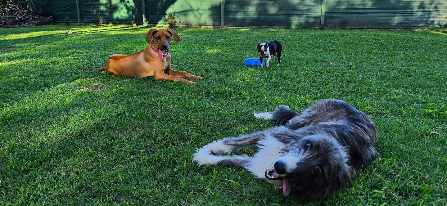 three dogs are laying on the grass in the yard