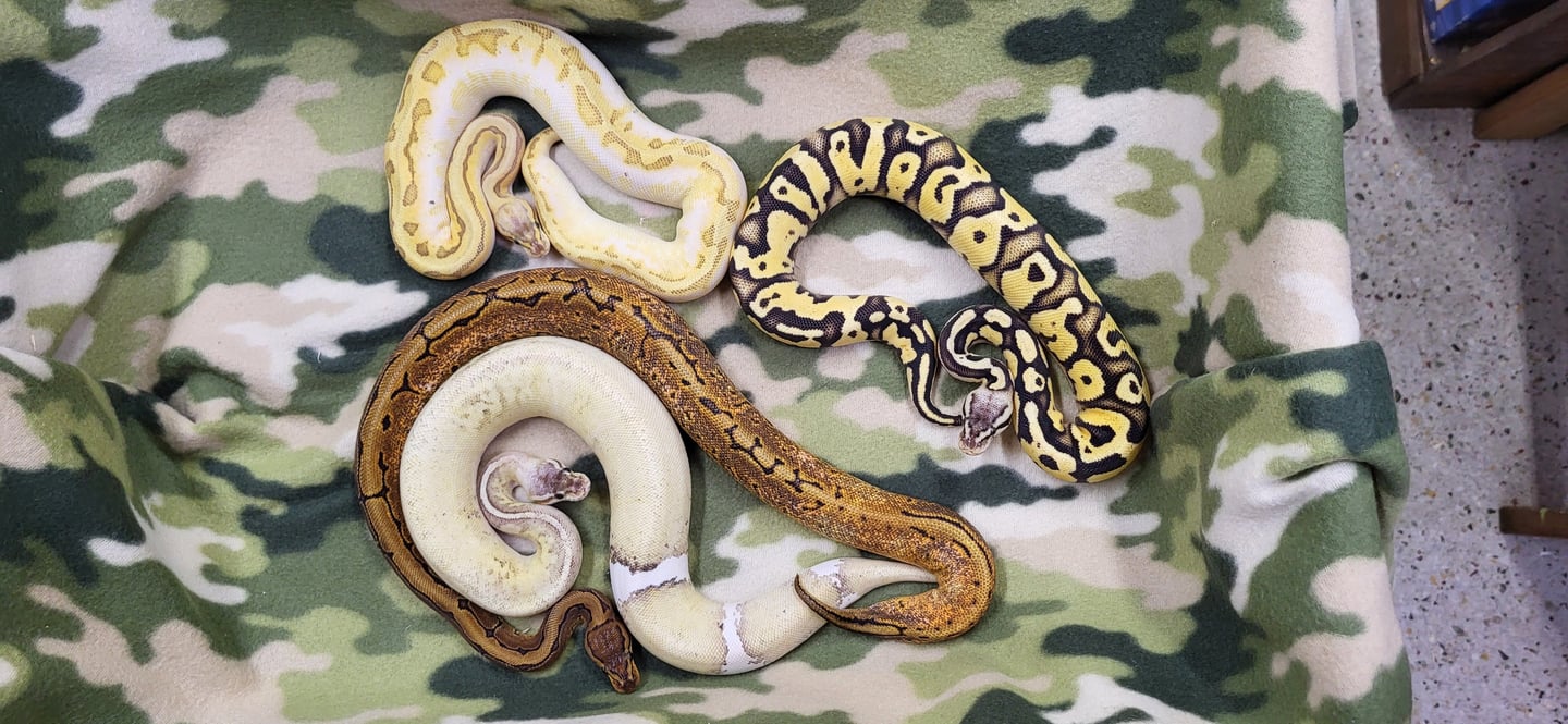 Conundrum clutch-Breeder ball python-Pet Den