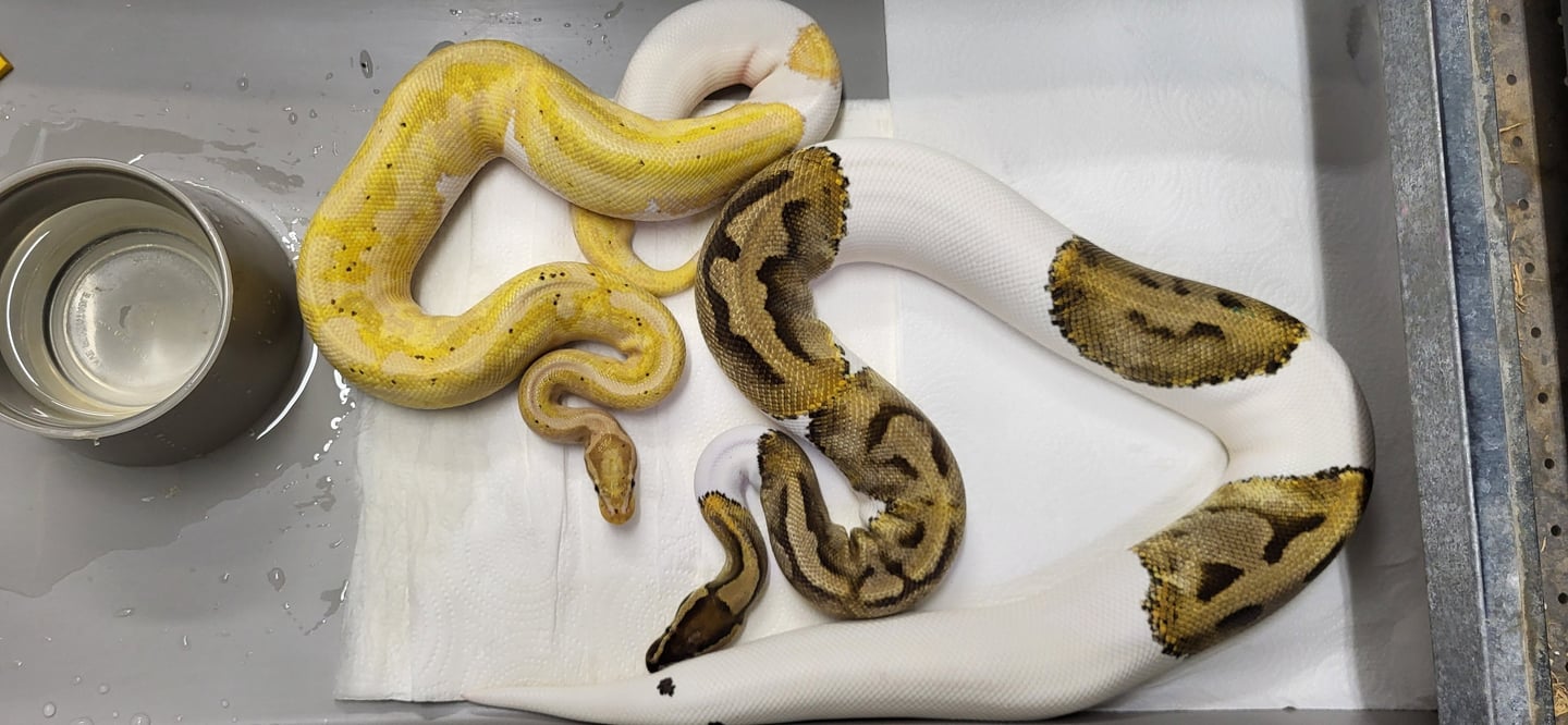 Pair Pied Ball Pythons-Breeder ball python-Pet Den
